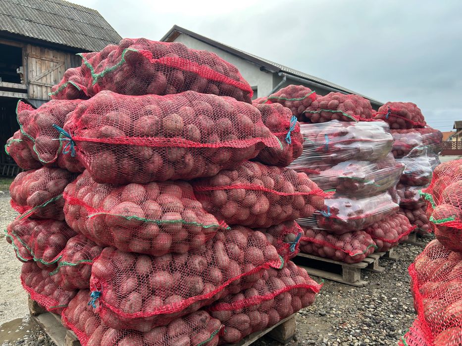 Cartofi consum si samanta