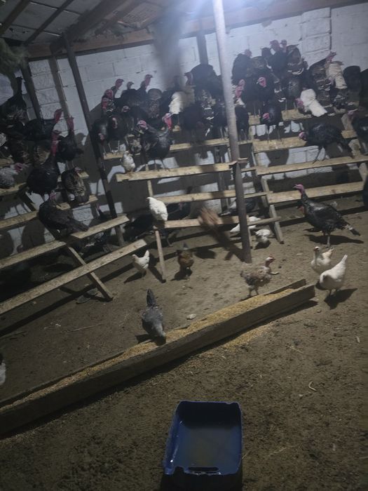 Индюктер сатылады