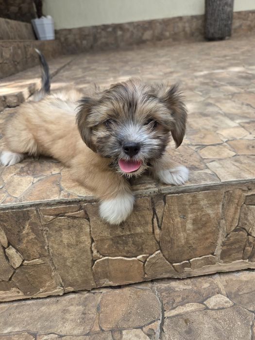 Căței Shih Tzu  de vânzare