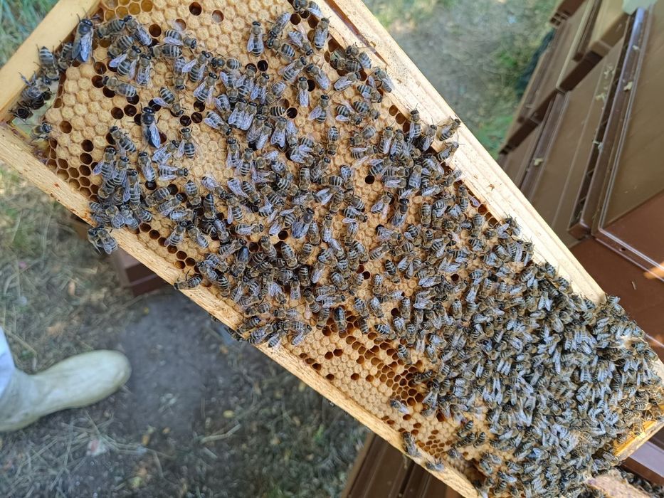 Matci Carnica F1 Linia Perner,Regine imperecheate