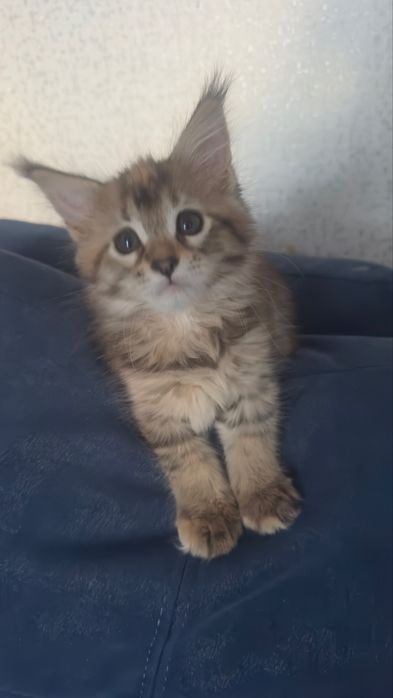 Готовы к бронированию котята Мейн кун