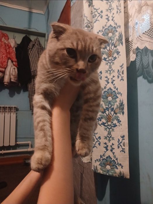 Отдаём котов в хорошие руки