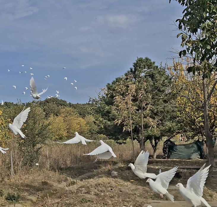 Vand porumbei voiajori albi