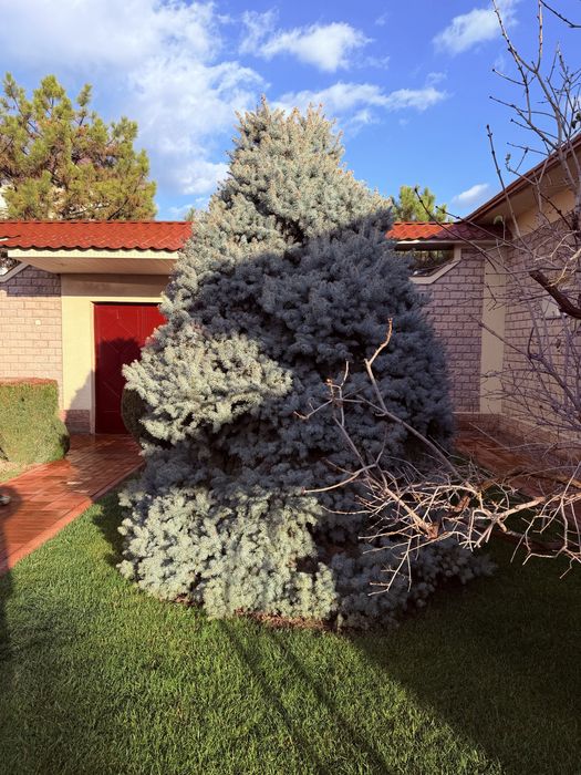 Голубая ель - арча кук 3,5+ метр