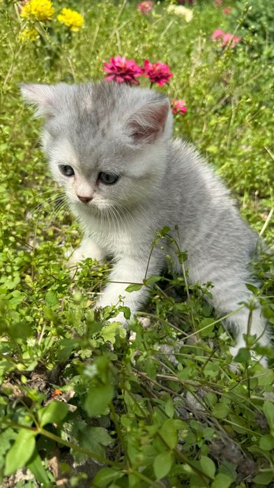 Продаются котята,шотландские скоттиш фолд и страйк