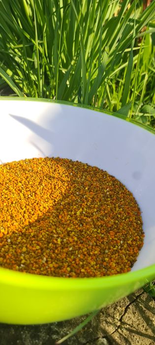 Polen albine poliflor de primăvara (păpădie, p. fructiferi, 2024)