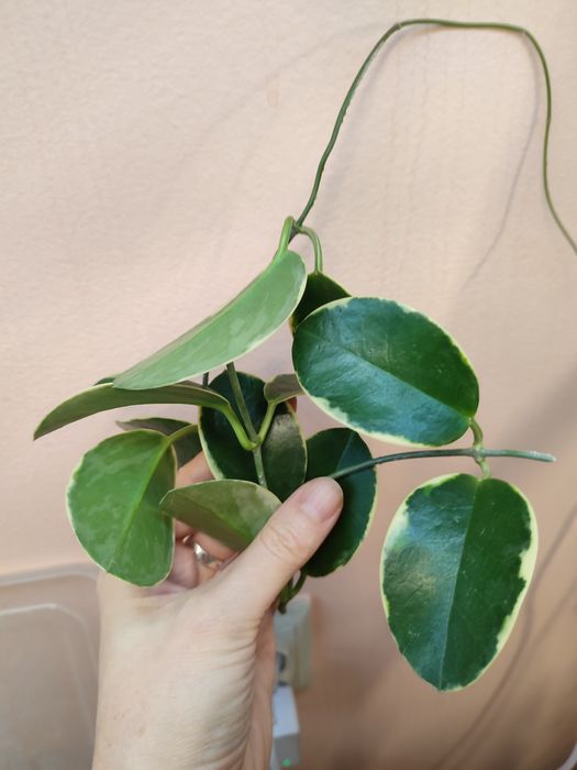 Отростки хойя, дисхидия, эпипремнум