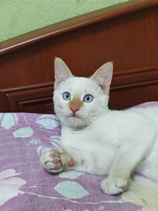 Котёнок ищет добрые руки.