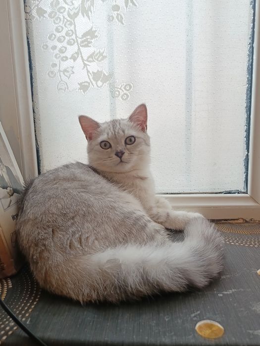Продается подброшенный кот, серебристая шиншилла.
