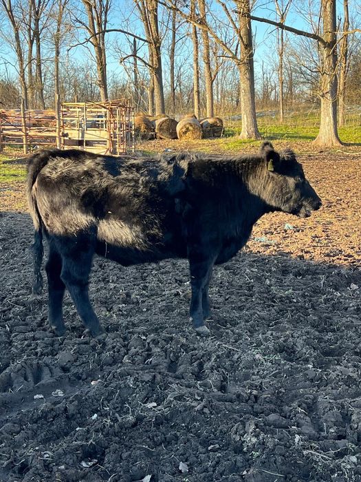 Vând un lot de 12 vitele aberden angus