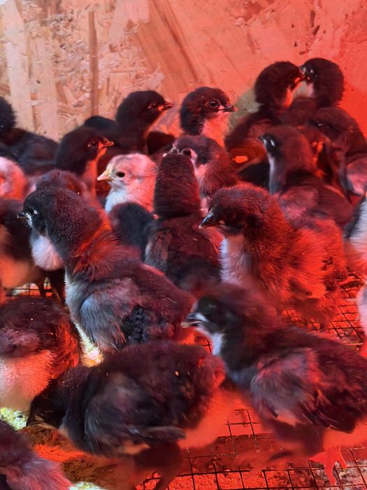 Disponibili 30 bucati