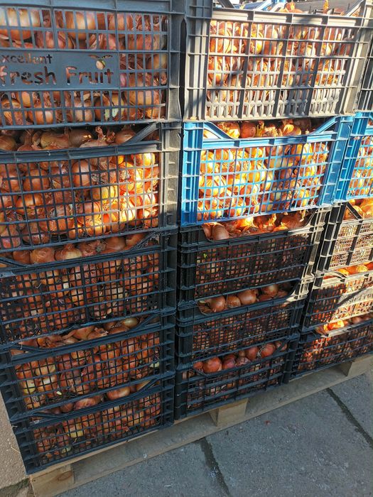 Vand ceapa si usturoi romnesc