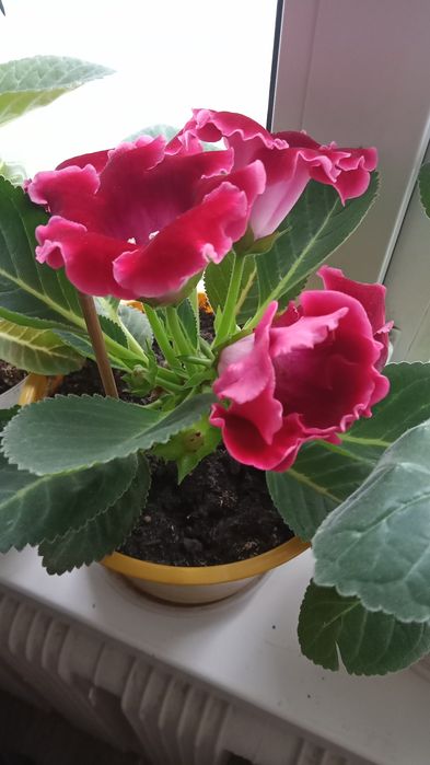 Продам клеродендрум.глаксинья