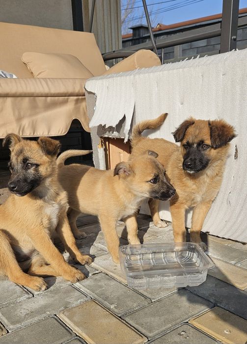 Ищем дом щенкам звонкам