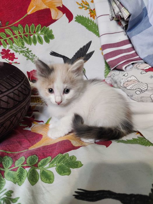 умненькие котята