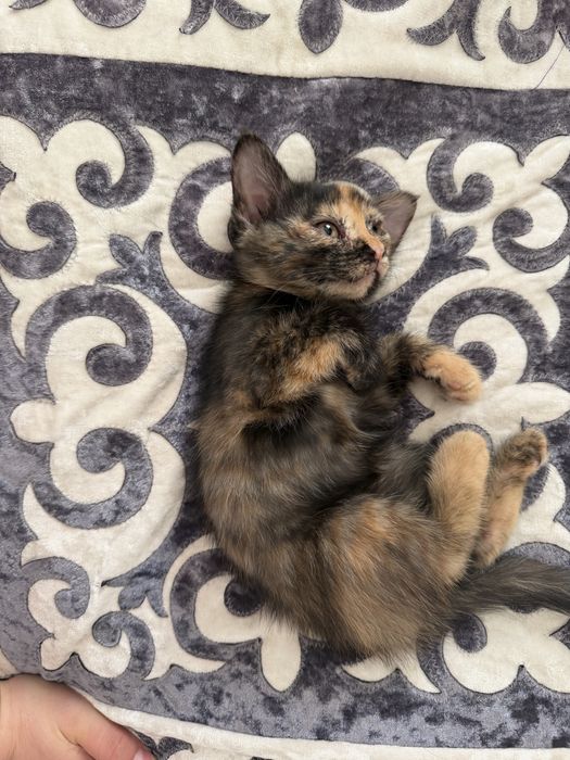 Отдам котенка в хорошие руки