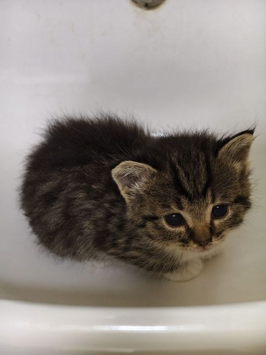Крошки котята, 1 мес, девочки