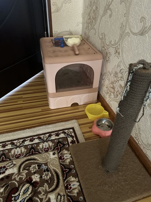 Скотиш фолд малчик