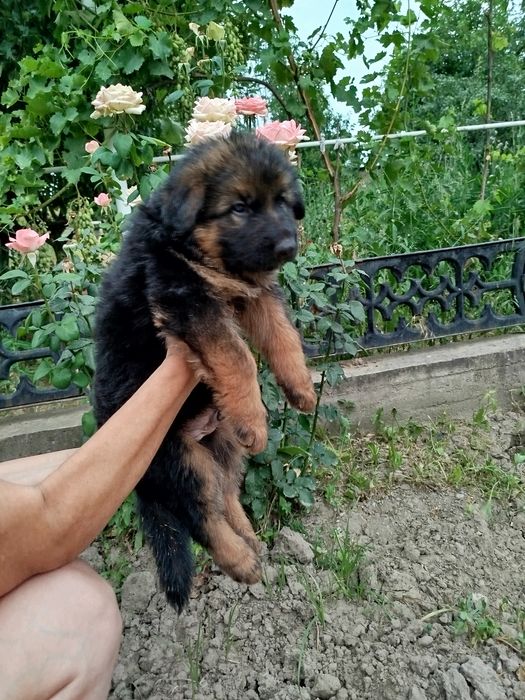 Щенки немецкой овчарки