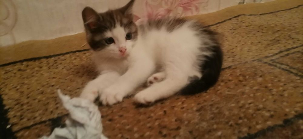 Кошечки домашние, сиамские.