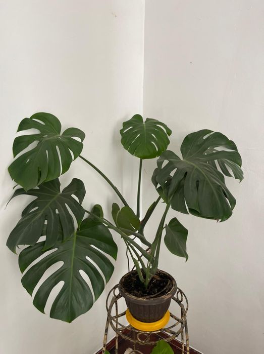 Продается комнатные цветы