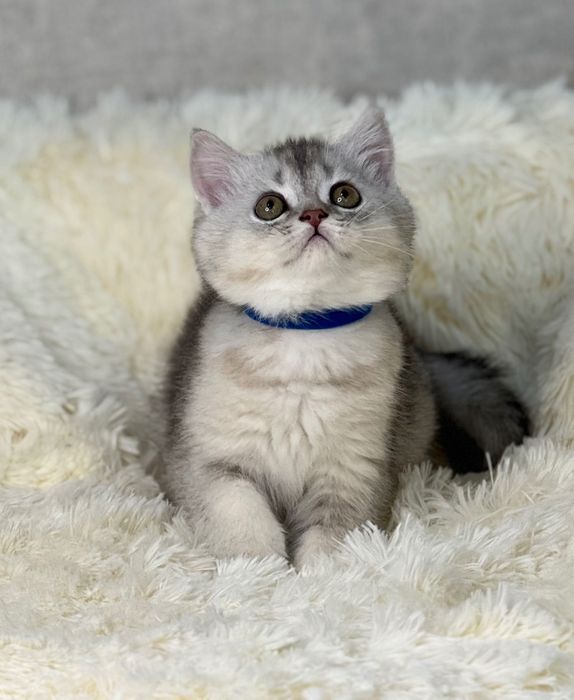 Motănel Scottish superb — calitate top