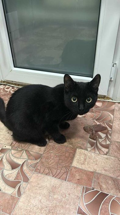 Котик (мальчик) в добрые руки