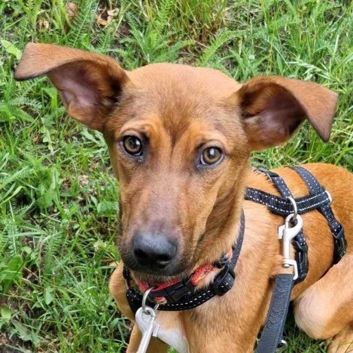 JODA, un câine mascul metis care a fost adoptat.