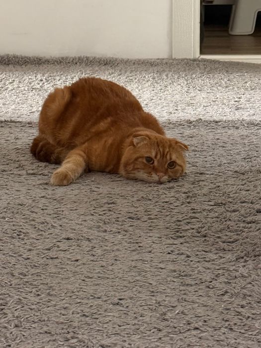 Котята шотлнаской породы