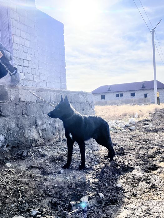овчарка восточно европейская