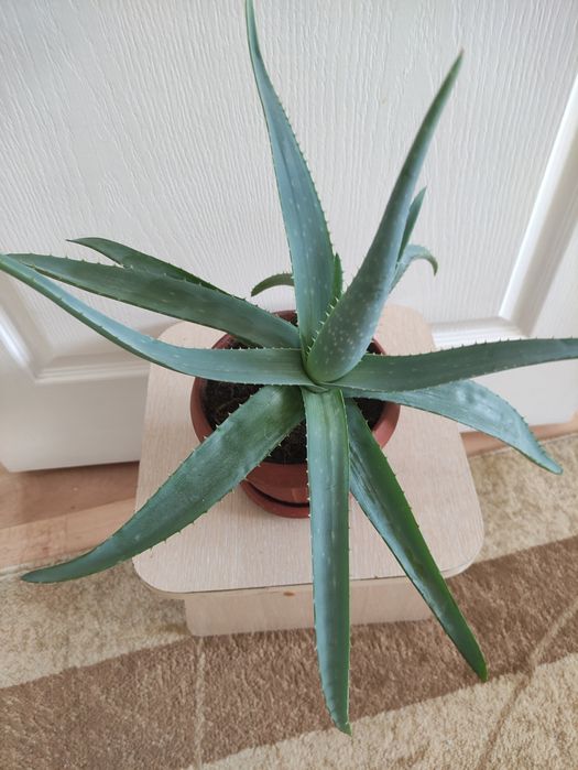 Алоэ лечебное  2500