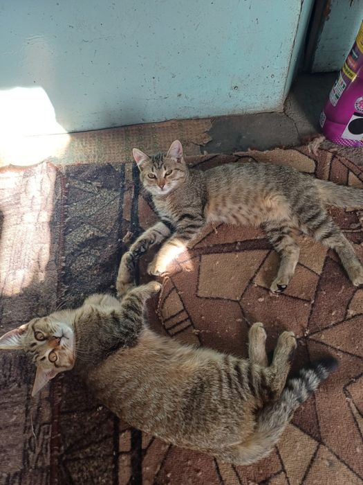 Отдам котят в добрые руки