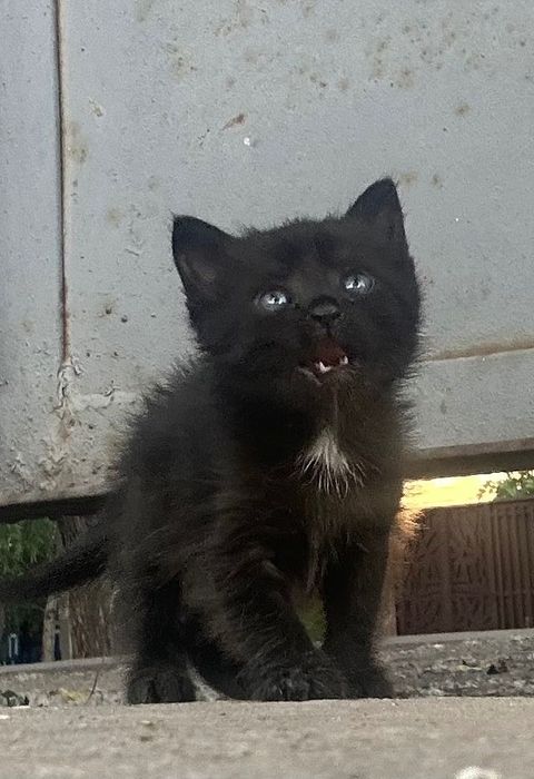 Котят Отдам в хорошие руки