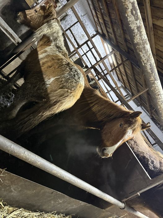 Лошади с откорма