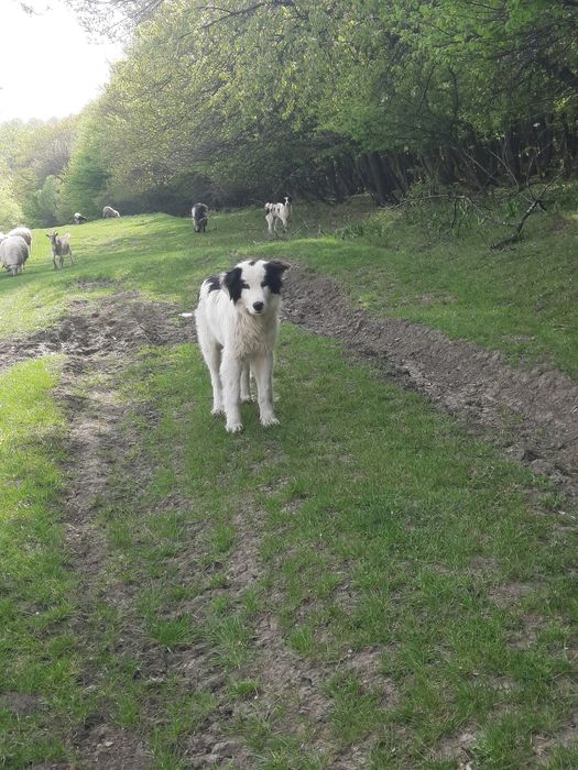 Vând  doi berbecuți