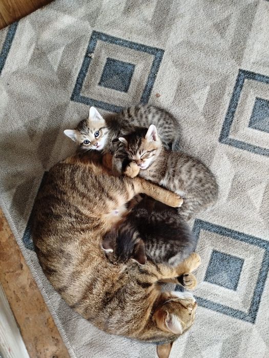 Отдам котят в добрые руки 1 месяц. Мальчик и девочка.