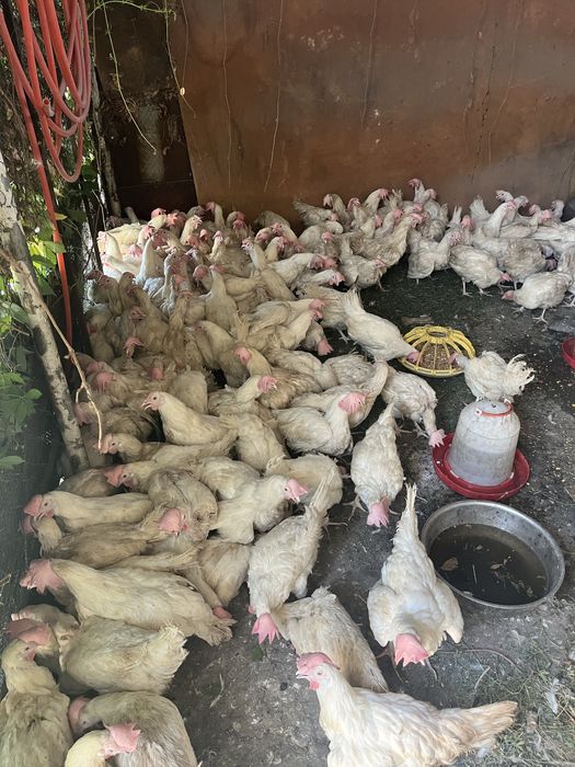 Продам курей несушки