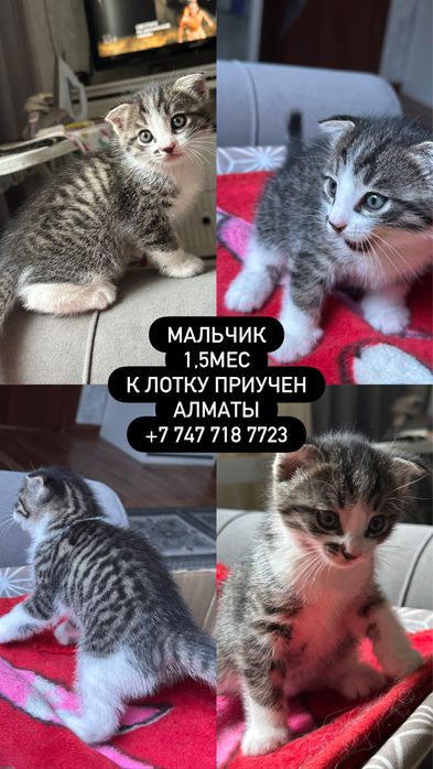 Котенок 1,5 мес в добрые руки