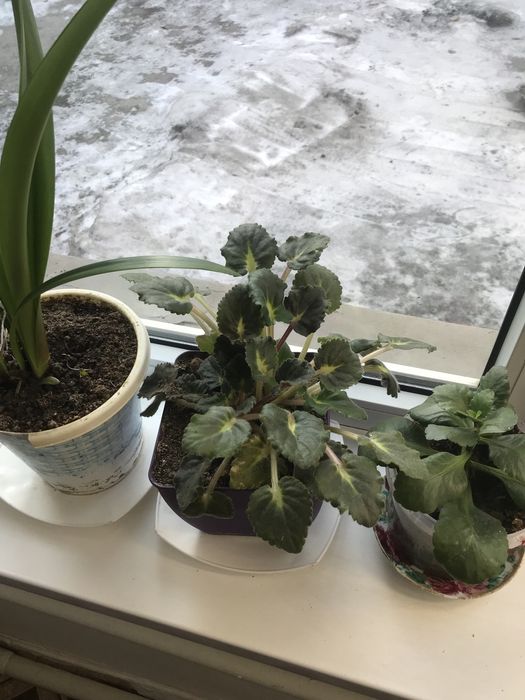 Продам цветы комнатные