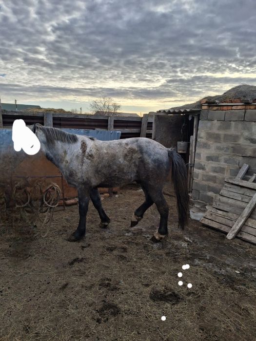 Айғыр сатылады Нұра ауданы Кертінді ауылы