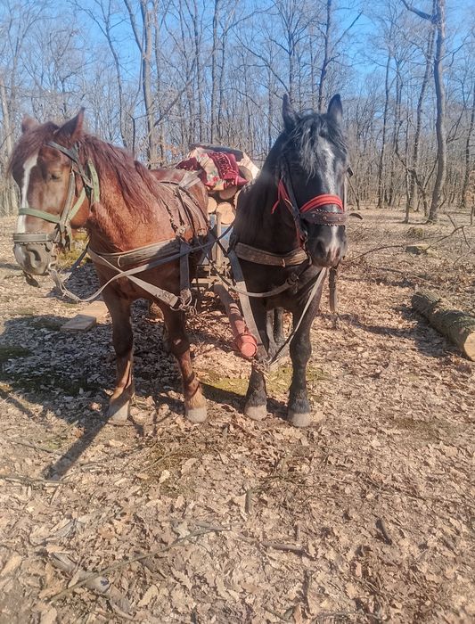 Vând armăsar de 4 ani