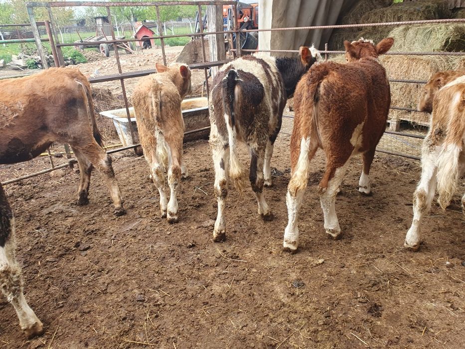 Vand vitele baltate si 1 angus