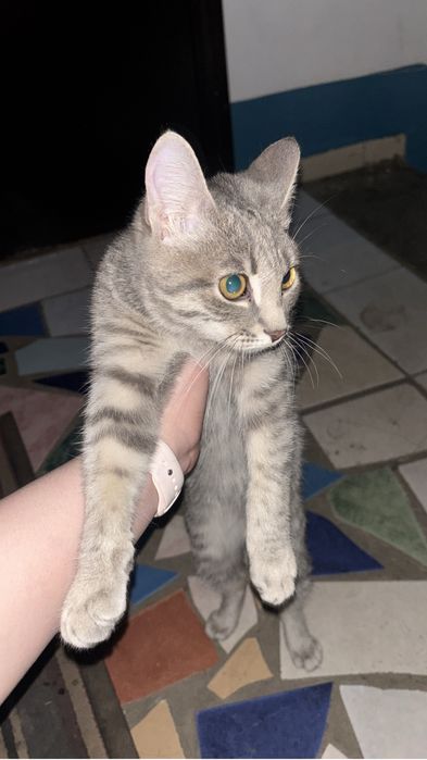 Котенок в добрые руки