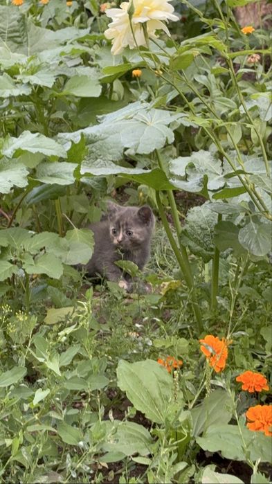 Продам 3 котят , по 4000