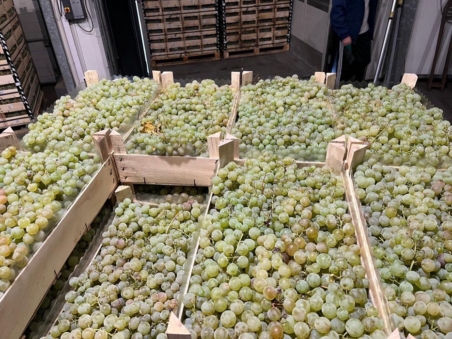 Struguri pentru Procesat