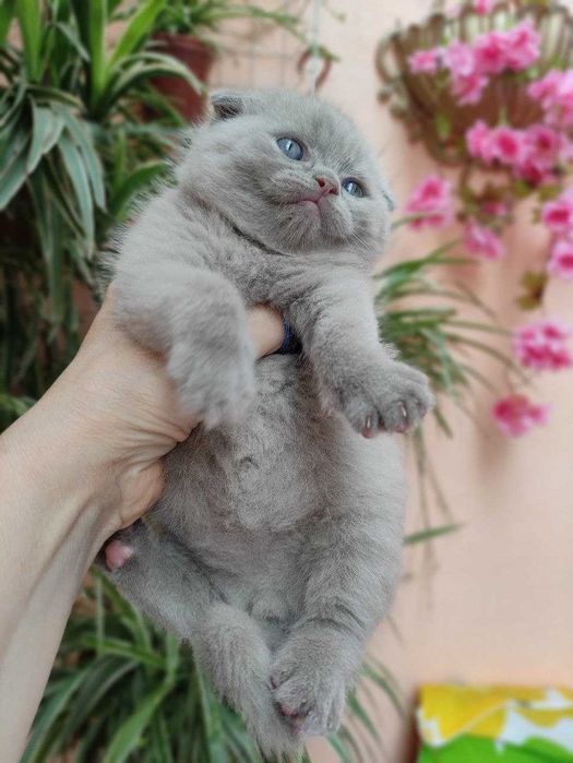 Продается элитный котенок фолд, мальчик, лилового окраса.