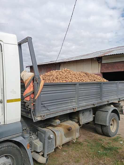 Cartofi de sămânță Soraya.