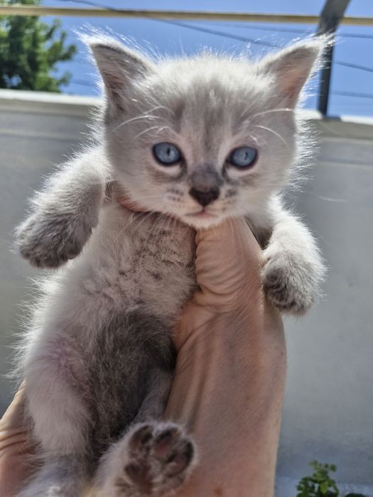 Котята , 1 месяц