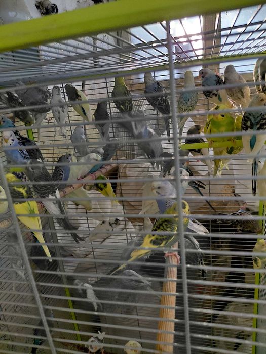 Вълнисти папагали на едро и дребно