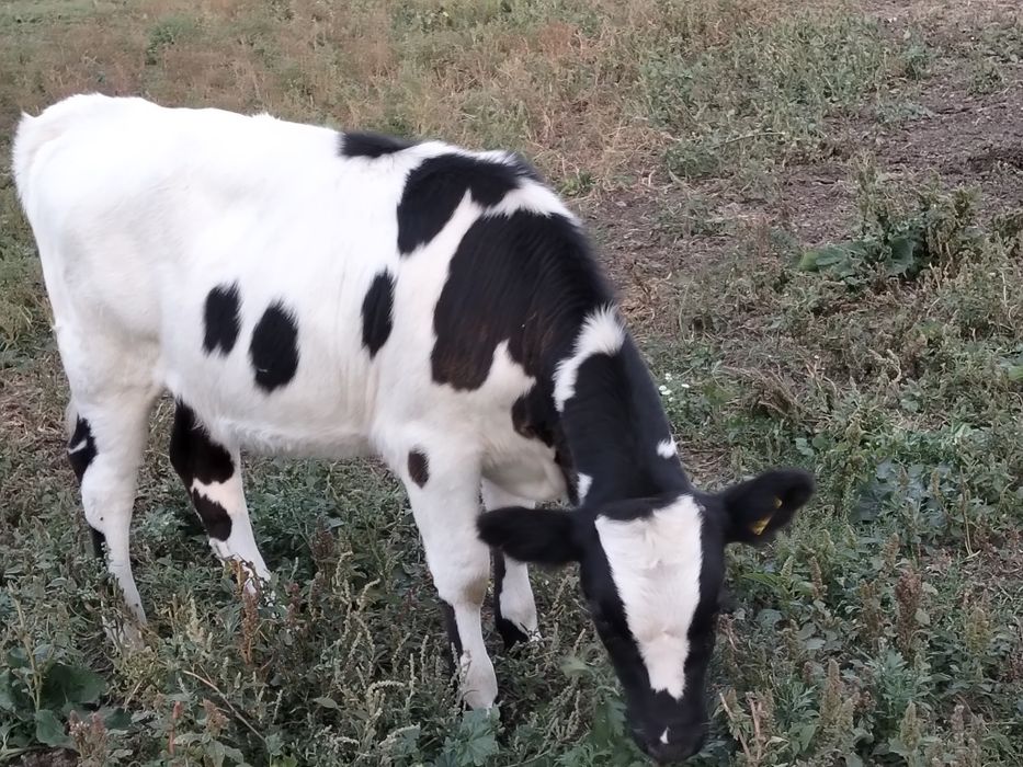 Продам   телёнка